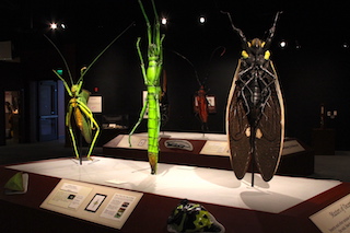 bugs outside box
