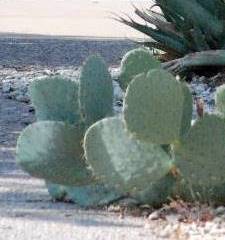 cactus2